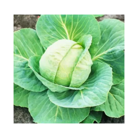 Preferatul clienților Seminte de varza Golden Acre, 50 grame, Pieterpikzonen