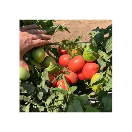 Seminte de tomate Pink Soul F1, 500 seminte, Hazera Cel mai vândut
