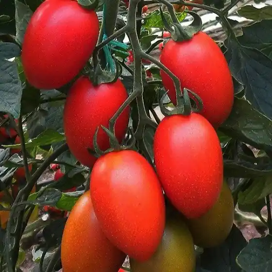Seminte de tomate Missouri, 250 grame, Pieterpikzonen Cel mai bun preț
