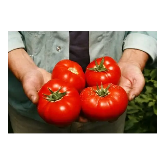 Lichidare de stoc Seminte de tomate Mahitos F1, 1000 seminte, Rijk Zwaan