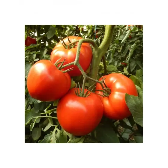 Seminte de tomate Ismini F1, 500 seminte, Hazera Livrare rapidă
