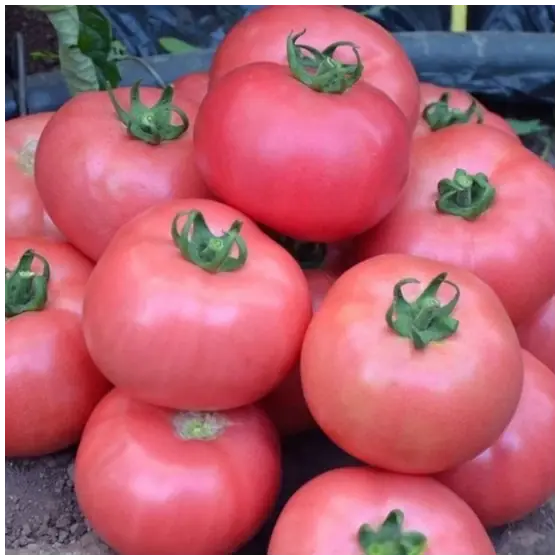 Seminte de tomate Dimerosa F1, 500 seminte, Enza Zaden Ofertă