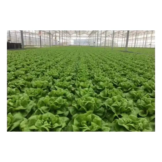 Seminte de salata drajata Presteria, 1000 seminte, Rijk Zwaan Cumpără acum