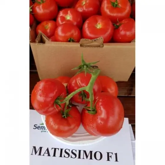 Doar azi Seminte de rosii Matissimo F1, 500 seminte, Seminis