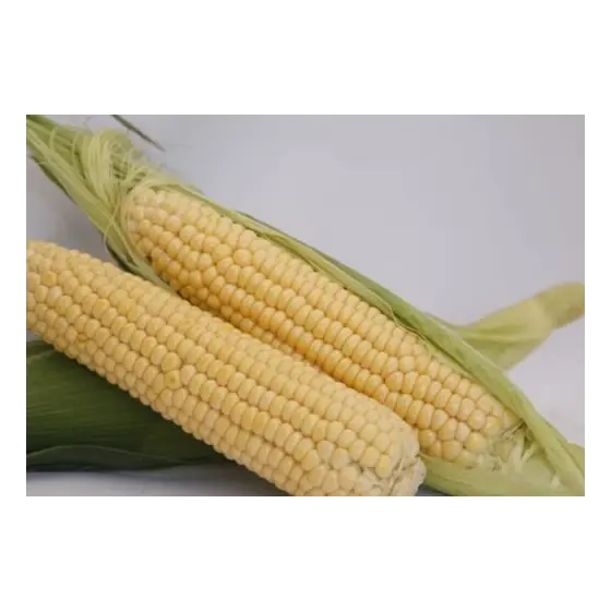 Popular Seminte de porumb dulce Royalty F1, 100.000 seminte, Pop Vriend