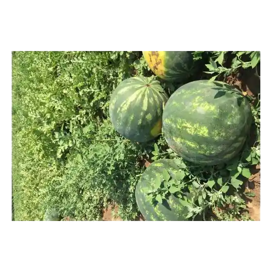Seminte de pepene verde Lusitana F1, 100 seminte, Rijk Zwaan Promoție