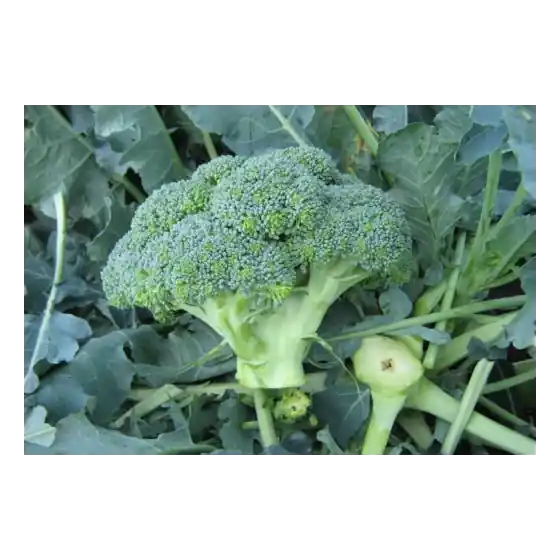 Seminte de broccoli Agassi F1, 2500 seminte, Rijk Zwaan Reducere de preț