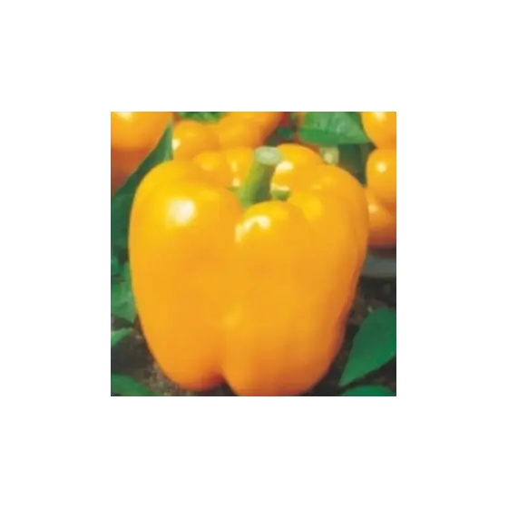 Seminte de ardei gras California Wonder Yellow, 10 grame, Pieterpikzonen Preferatul clienților