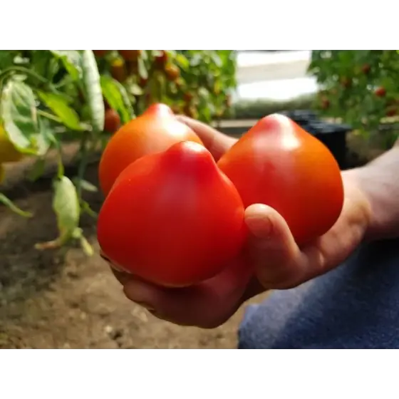 Calitate înaltă Seminte tomate Melanet det rdh, 500 seminte