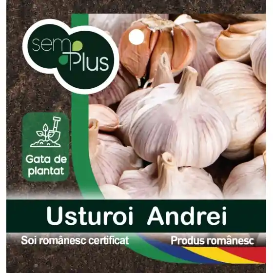 Chilipir Pachet promotional usturoi romanesc de samanta, soi Andrei, 1 Kg, 75 Kg + 25 Kg GRATIS